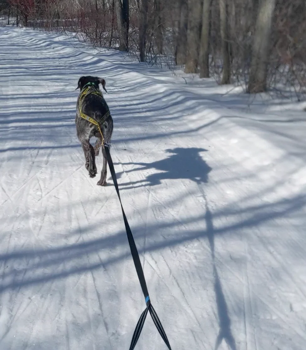 Kicksledding with your dogs during wintertime